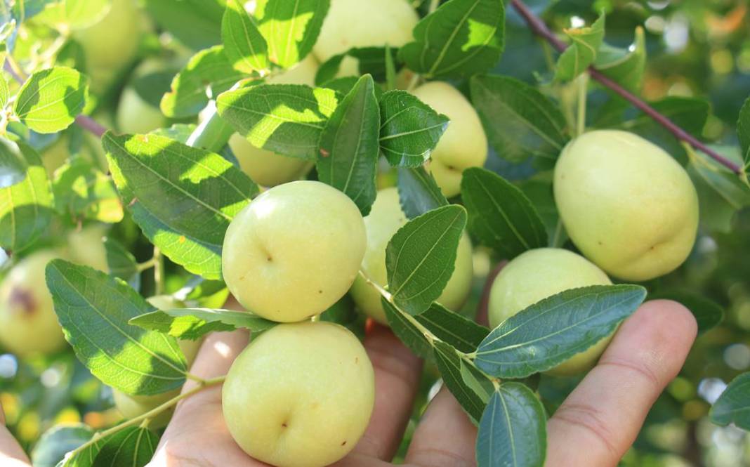 Bahçeye doğal çit olsun diye dikmişlerdi: Gelir kapısı oldu! Kilosunu 50 TL'den satıyor, bir taşla iki kuş... 20